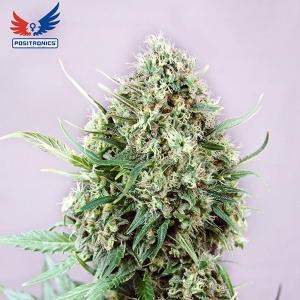 Positronics - Jack Diesel