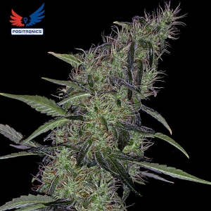 Positronics - Somango 47