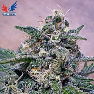 Positronics - Supercheese