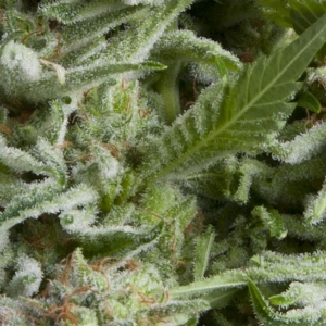 Pyramid Seeds - Alpujarrena Auto