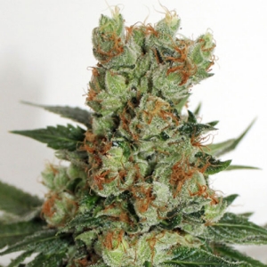 Ripper Seeds - Fuel OG