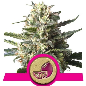 Royal Queen Seeds - Lemon Shining Silver Haze