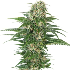 Sensi Seeds - Early Skunk Auto