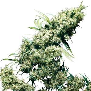 Sensi Seeds - Jamaican Pearl