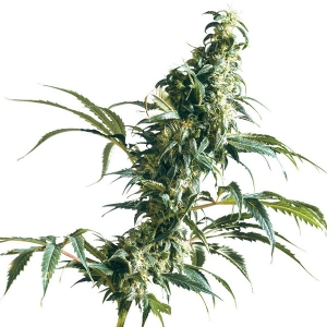 Sensi Seeds - Mexican Sativa