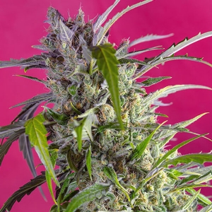 Sweet Seeds - Crystal Candy Auto