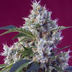 Sweet Seeds - Indigo Berry Kush