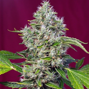 Sweet Seeds - San Fernando Lemon Kush