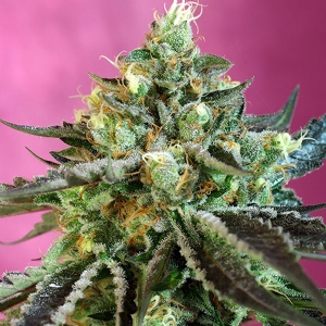 Sweet Seeds - Sweet Nurse CBD Auto