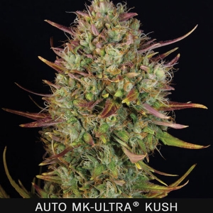 TH Seeds - Mk Ultra Auto
