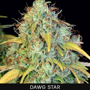 TH Seeds - Dawg Star