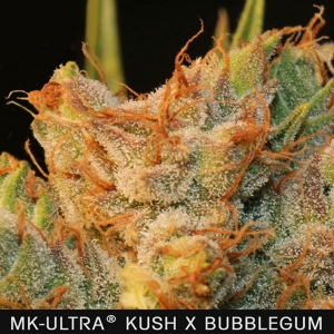TH Seeds - MK Ultra x Bubble