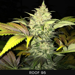 TH Seeds - Roof 95