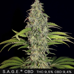 TH Seeds - Sage CBD