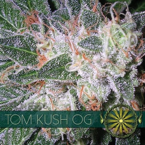 Vision Seeds - Tom Kush OG