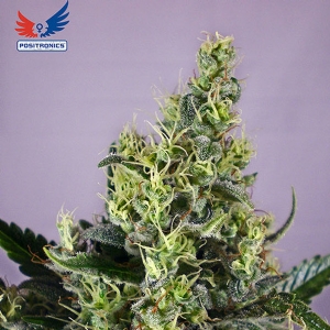 Positronics - Claustrum