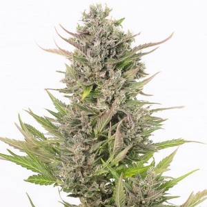 Dinafem - Critical + CBD Auto