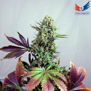 Positronics - Purple Haze #1