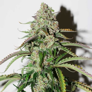 Dutch Passion - Colorado Cookies Auto