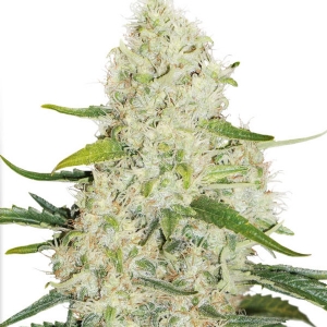 Dutch Passion - Think Big Auto