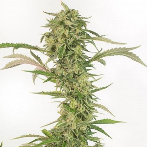 Dinafem - OG Kush CBD Auto