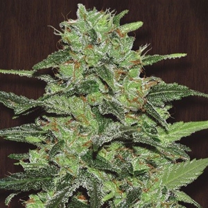 Ace Seeds - Malawi