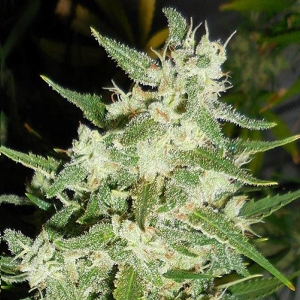 Ace Seeds - Nepalese Jam