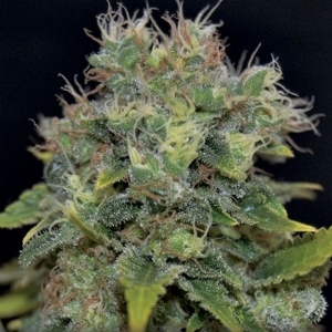 CBD Seeds - Yumbolt Auto