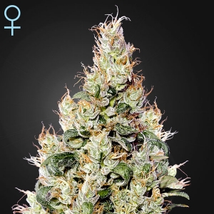 Green House - CBD Exodus Cheese Auto