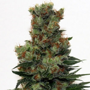 Ripper Seeds - Ripper Badazz