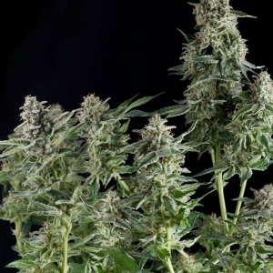 Pyramid Seeds - Northern Lights