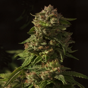 Devil s Harvest Seeds - Fallen Angel