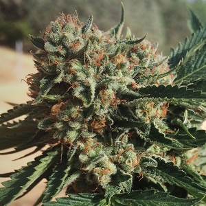 Humboldt Seed Organization - Sapphire OG - Fem