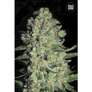 Auto CHRONICAL - Bulk Seeds Bank