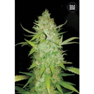 Auto AK - Bulk Seeds Bank