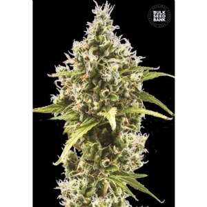 Auto AMNESIA PLATINUM - Bulk Seeds Bank