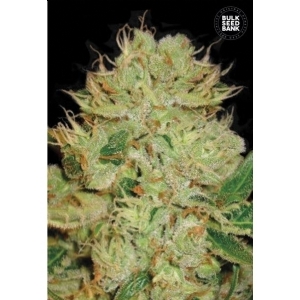 Auto BIGGER BUD - Bulk Seeds Bank