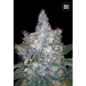 Auto BLUEBERRY BERRY - Bulk Seeds Bank