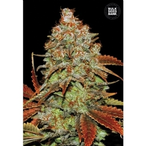Auto BUBBLEGUM EXTRA - Bulk Seeds Bank