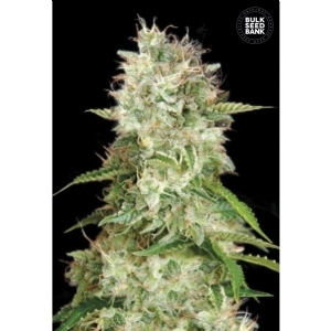 Auto CHEESE - Bulk Seeds Bank