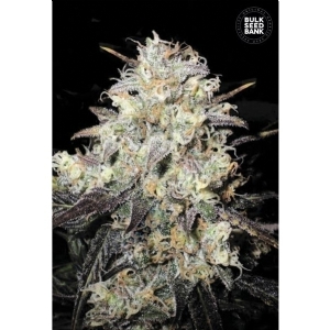 Auto COCOPOPO - Bulk Seeds Bank