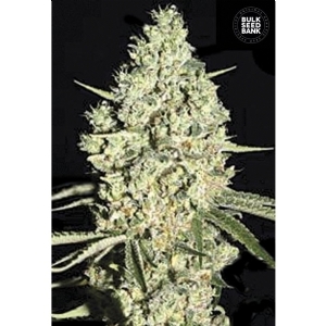 Auto CRITICAL - Bulk Seeds Bank