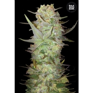 Auto DUBAI POISON - Bulk Seeds Bank