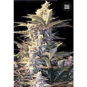 Auto EAST RYDER - Bulk Seeds Bank