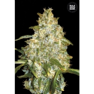 Auto GOOD WILD SHARK - Bulk Seeds Bank