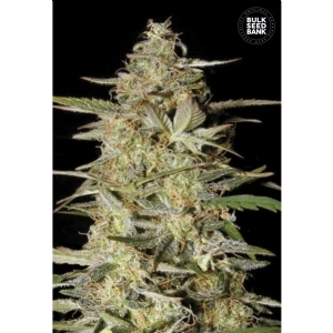 Auto HINDU KUSH - Bulk Seeds Bank