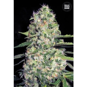 Auto JACK HAIR - Bulk Seeds Bank