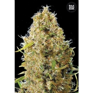 Auto KALI S MISTERY - Bulk Seeds Bank