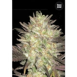 Auto LAVENDER BEST - Bulk Seeds Bank