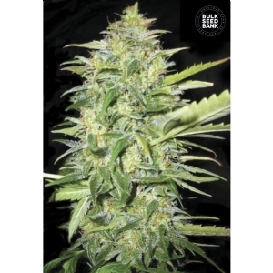 Auto LIME SKUNK - Bulk Seeds Bank